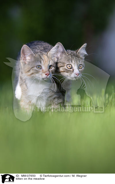 Ktzchen auf der Wiese / kitten on the meadow / MW-07650