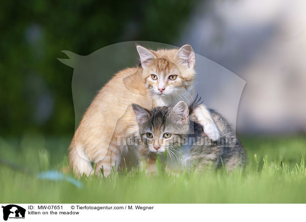 Ktzchen auf der Wiese / kitten on the meadow / MW-07651