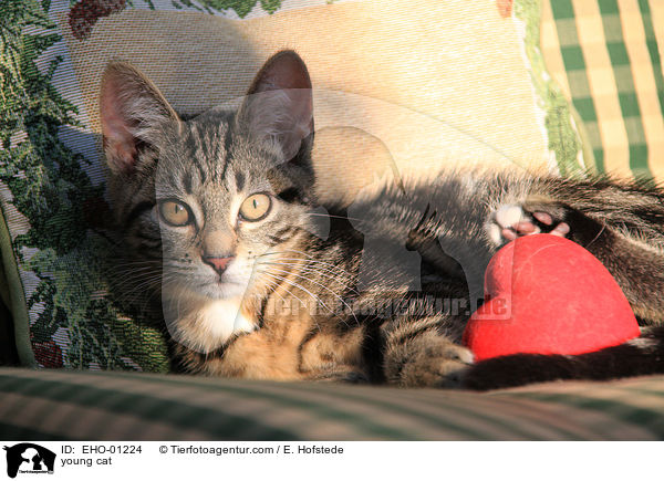 junge Hauskatze / young cat / EHO-01224