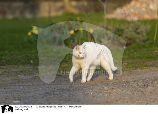 laufende Hauskatze / walking cat / AM-06428