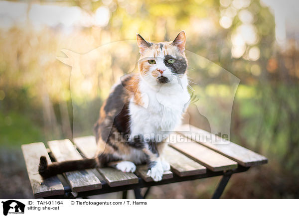 sitting she-cat / TAH-01164