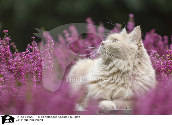 Katze in der Heide / Cat in the heathland / SI-01023