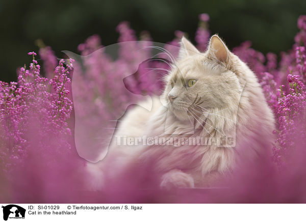 Katze in der Heide / Cat in the heathland / SI-01029