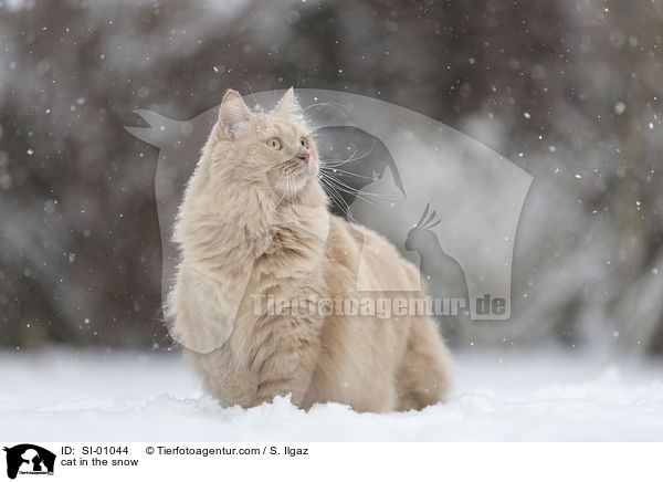 Katze im Schnee / cat in the snow / SI-01044
