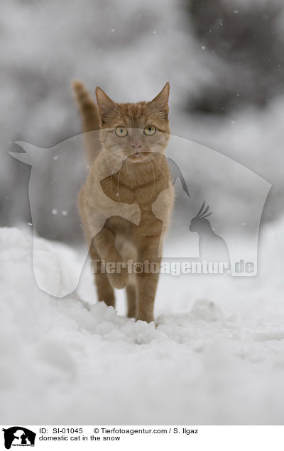 Hauskatze im Schnee / domestic cat in the snow / SI-01045