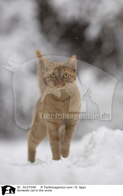 Hauskatze im Schnee / domestic cat in the snow / SI-01046
