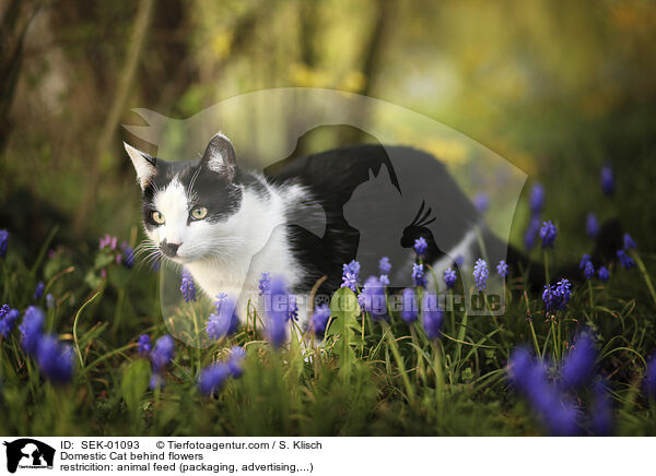 Hauskatze hinter Blumen / Domestic Cat behind flowers / SEK-01093