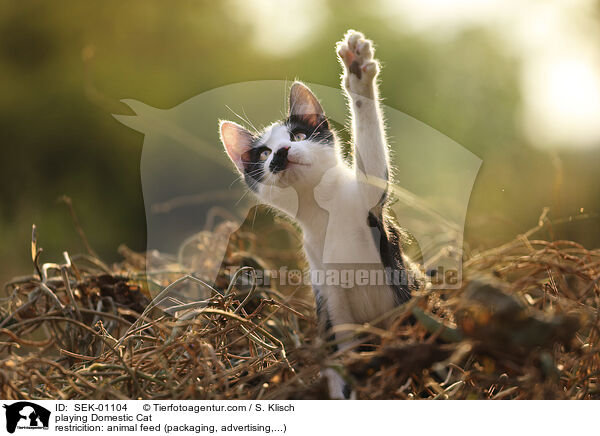 spielende Hauskatze / playing Domestic Cat / SEK-01104