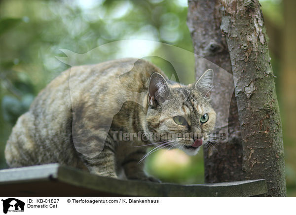 Hauskatze / Domestic Cat / KB-01827