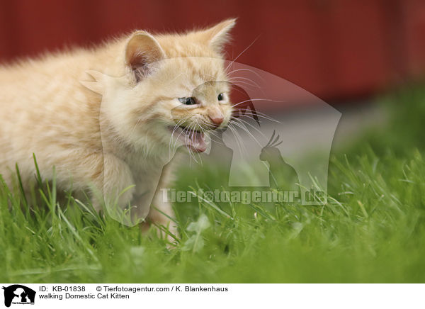laufendes Hauskatzen Ktzchen / walking Domestic Cat Kitten / KB-01838