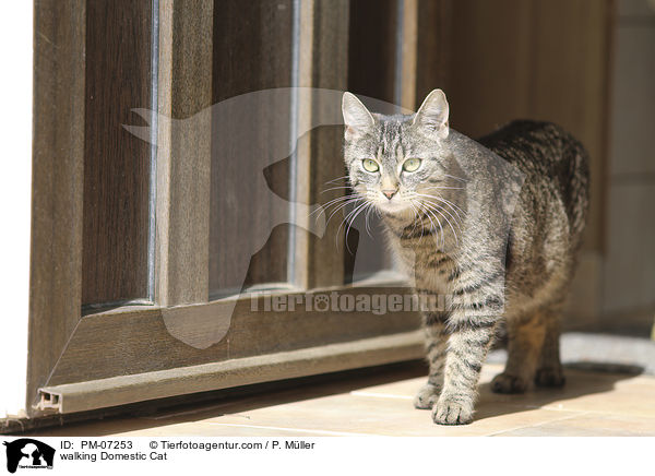 laufende Hauskatze / walking Domestic Cat / PM-07253