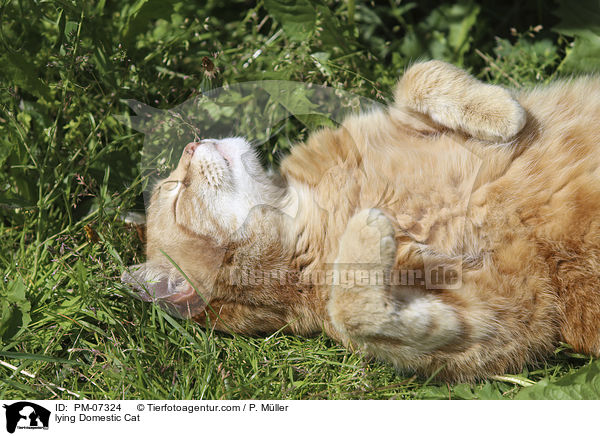 liegende Hauskatze / lying Domestic Cat / PM-07324