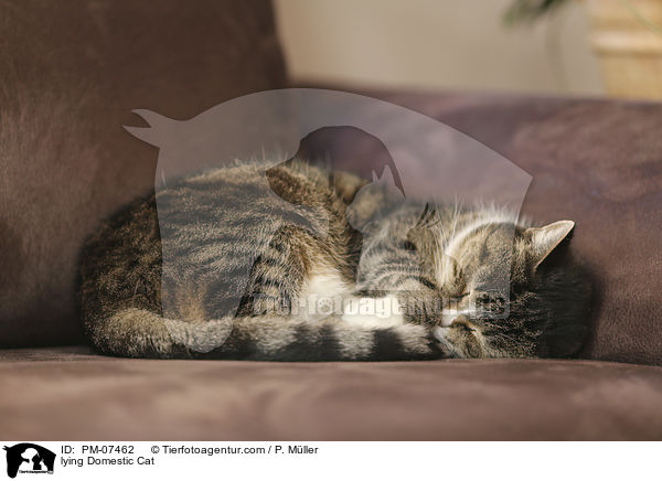 liegende Hauskatze / lying Domestic Cat / PM-07462