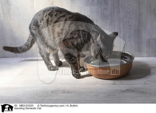 stehende Hauskatze / standing Domestic Cat / HBO-03320