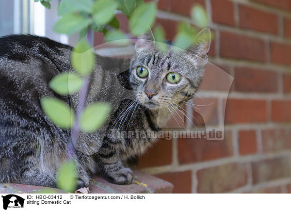 sitzende Hauskatze / sitting Domestic Cat / HBO-03412