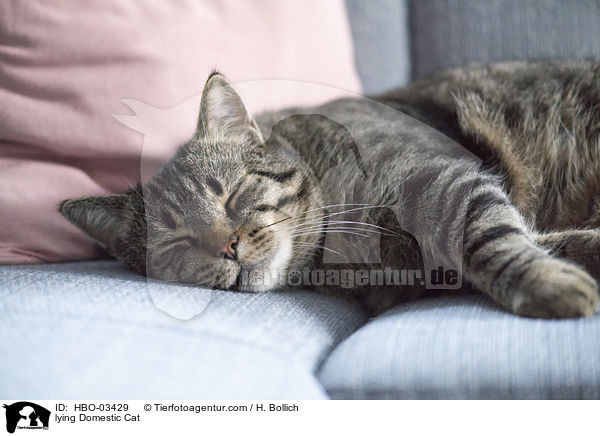 liegende Hauskatze / lying Domestic Cat / HBO-03429