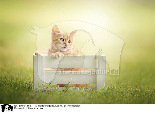 Hausktzchen in einer Kiste / Domestic Kitten in a box / DH-01163