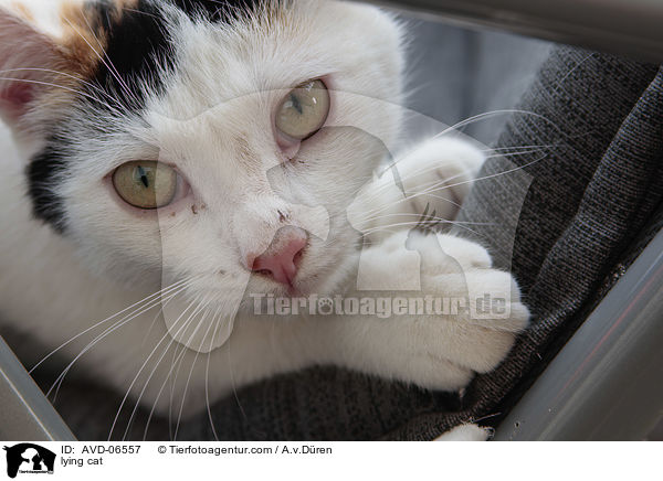 liegende Katze / lying cat / AVD-06557