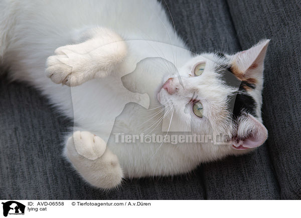 liegende Katze / lying cat / AVD-06558