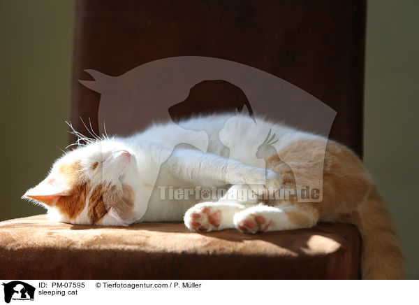 schlafende Katze / sleeping cat / PM-07595