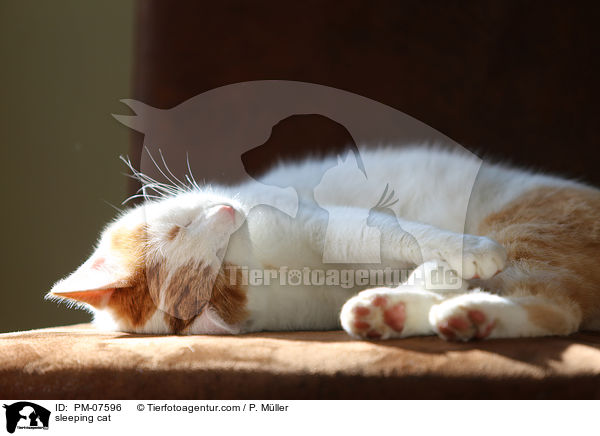 schlafende Katze / sleeping cat / PM-07596