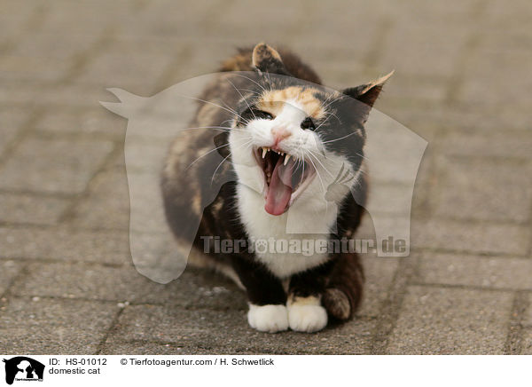 Hauskatze / domestic cat / HS-01012