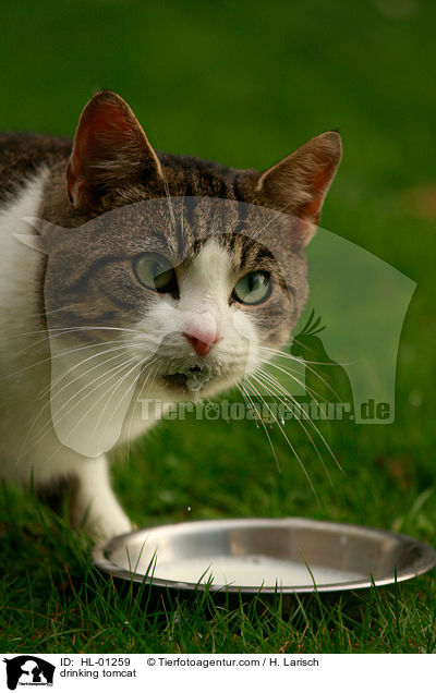 trinkende Kater / drinking tomcat / HL-01259