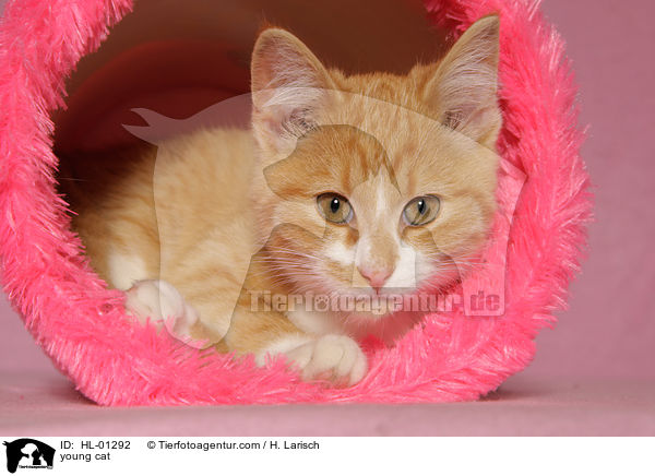 junge Hauskatze / young cat / HL-01292