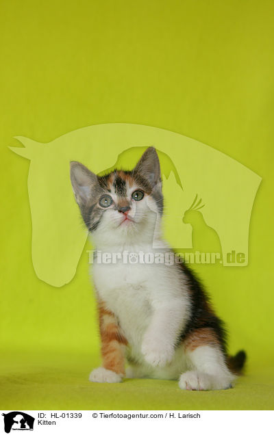 Ktzchen / Kitten / HL-01339