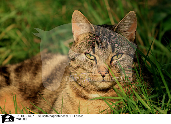 liegende Hauskatze / lying cat / HL-01387