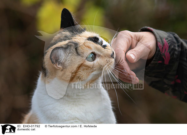 Hauskatze / domestic cat / EHO-01792