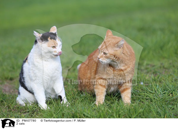 2 Katzen / 2 cats / PM-07780
