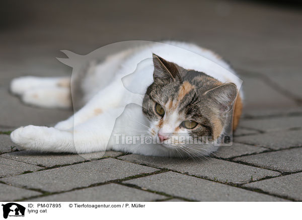 liegende Katze / lying cat / PM-07895