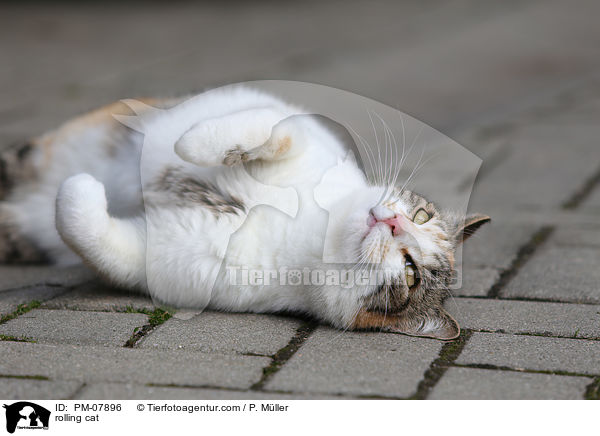 Katze wlzt sich / rolling cat / PM-07896