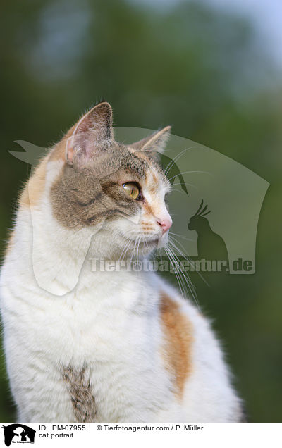 Katze Portrait / cat portrait / PM-07955