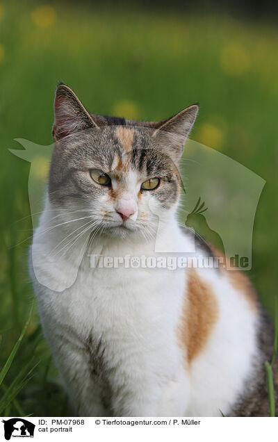 Katze Portrait / cat portrait / PM-07968