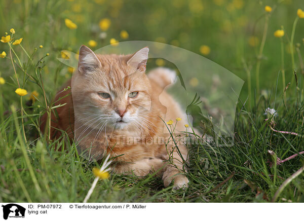 liegende Katze / lying cat / PM-07972