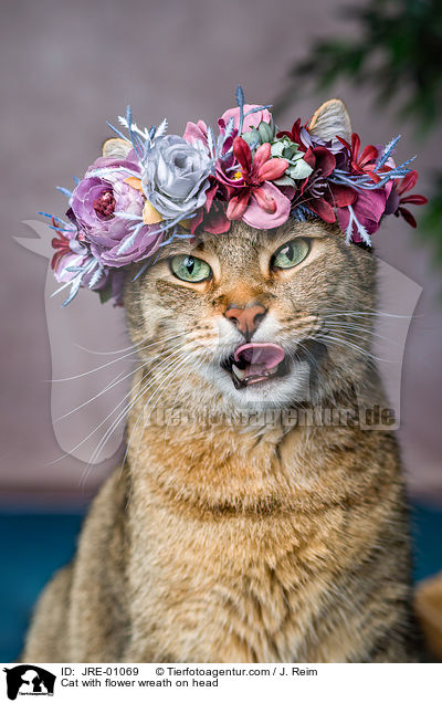 Katze mit Blumenkranz auf dem Kopf / Cat with flower wreath on head / JRE-01069