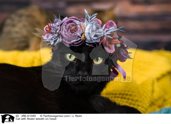 Katze mit Blumenkranz auf dem Kopf / Cat with flower wreath on head / JRE-01085