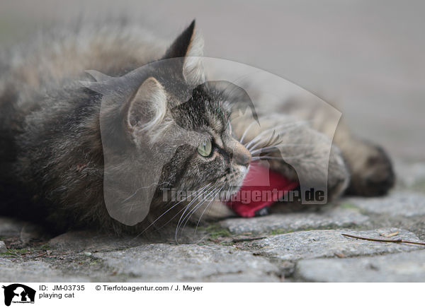 spielende Katze / playing cat / JM-03735