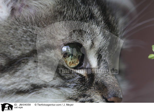 Katze Auge / cat eye / JM-04058