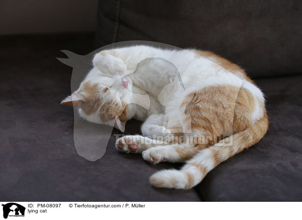 liegende Katze / lying cat / PM-08097