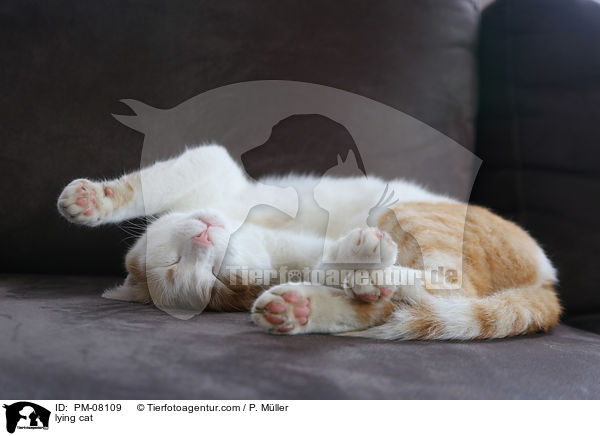 liegende Katze / lying cat / PM-08109