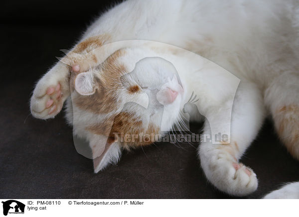 liegende Katze / lying cat / PM-08110