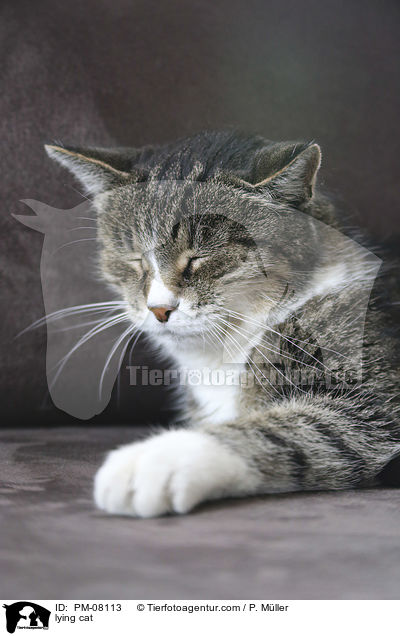 liegende Katze / lying cat / PM-08113