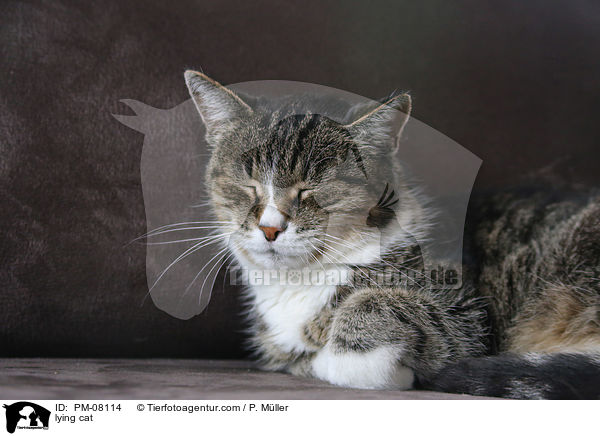 liegende Katze / lying cat / PM-08114