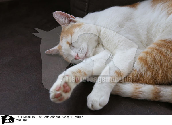 liegende Katze / lying cat / PM-08116