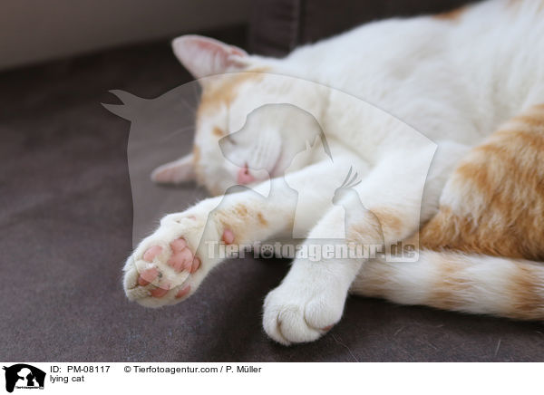 liegende Katze / lying cat / PM-08117