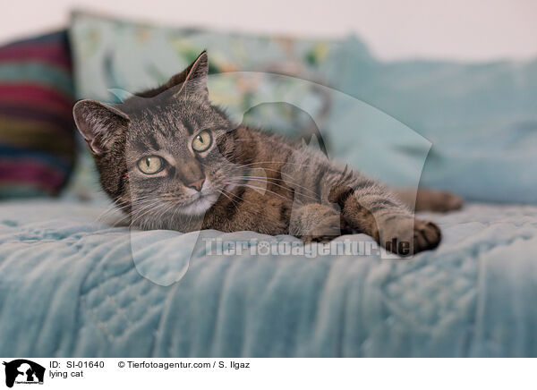 liegende Hauskatze / lying cat / SI-01640