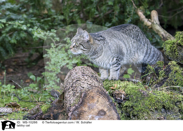 getigerte Hauskatze / tabby cat / WS-10266